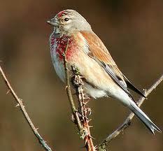 Pássaros O canto tem muita influência O canto é estruturado, como música e palavras (sílabas) O