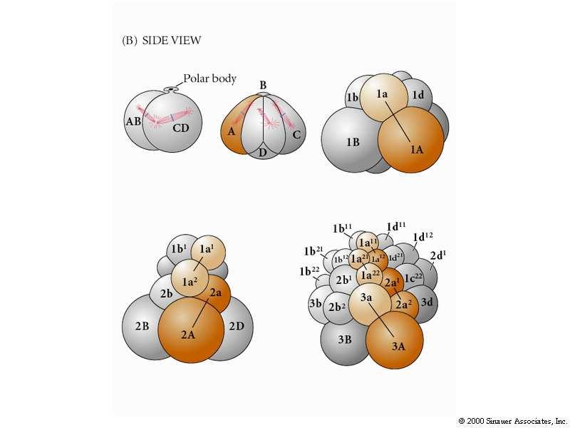 Tipos de Clivagem HOLOBLÁSTICA RADIAL TOTALIDADE VITELO