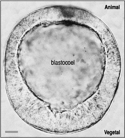 o embrião propriamente dito Holoblástico rotacional e o TROFOECTODE RMA, que formará o córion da placenta Ao