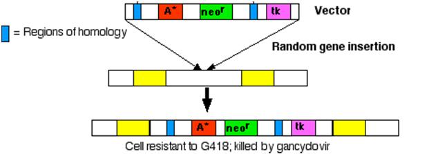 Inserção recombinante: Inserção recombinante: resistente neomicina (G418) resistente a ganciclovir resistente neomicina (G418) resistente a ganciclovir A recombinação bem sucedida resulta em: 1)