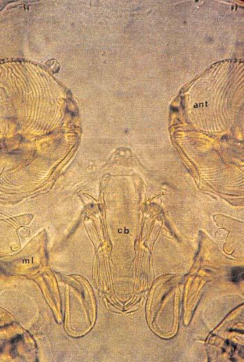 20 Caligus minimus Otto, 1821: a) fêmea vista