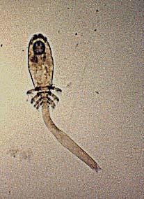 FONSÊCA, F.T.B.Copépodos parasitas de peixes Mugilidae, Centropomidae e Gerreidae do Canal de Sta.