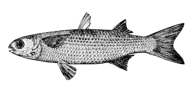 FONSÊCA, F.T.B.Copépodos parasitas de peixes Mugilidae, Centropomidae e Gerreidae do Canal de Sta.Cruz e Suape (PE-Brasil) 72 6.3.1.