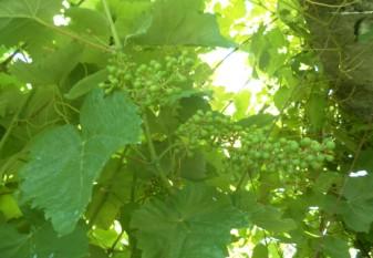 Julho O que se deve semear ou plantar? Semear feijão-verde e alfaces (para antes dos primeiros frios do Inverno), nabo e couves tardias, e no final do mês, cenoura e salsa.