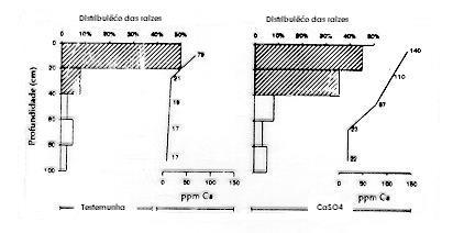 Distribuição das raízes e do Cálcio ao longo do