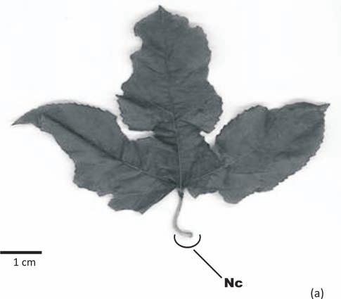 Morfoanatomia de folhas e caules de Passiflora edulis Sims, Passifloraceae 2-e). A região cambial é evidente.