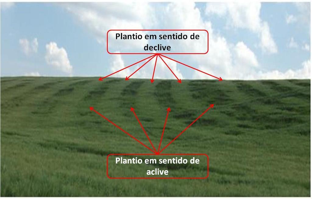 13 Figura 3. Exemplo de acamamento de plantas devido ao erro de dosagem de mecanismo dosadores helicoidais de fertilizantes. Segundo Altmann et al.