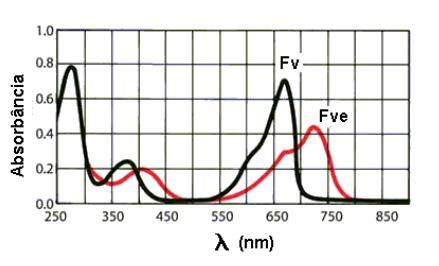 Os fitocromos absorvem: Vermelho Vermelho-extremo Azul (V 650-680 nm) (VE, 710-740 nm) (425-490 nm) Picos de absorção de Fv em V (660 nm) e Fve em VE (730 nm).