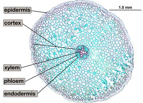 Anatomia interna Estrutura primária das raízes de eudicotiledôneas Disponível em: <http://www.deanza.