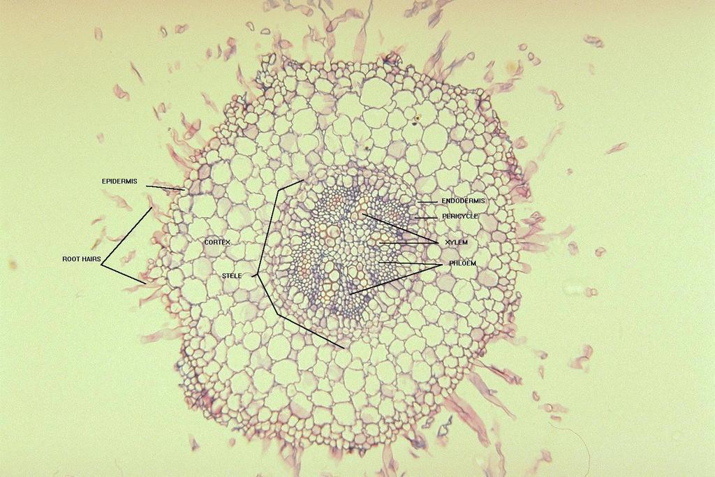 Anatomia interna Estrutura primária das raízes de eudicotiledôneas Epiderme Endoderme Xilema Floema Córtex