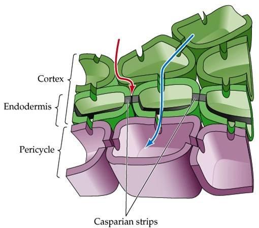 Anatomia interna Estrias de Caspary Disponível em: <http://3.bp.blogspot.