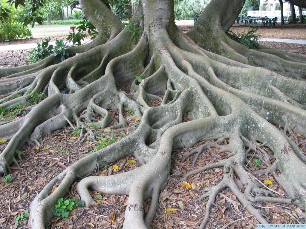 Tipos de raízes Raiz tabular Raiz secundária que cresce em espessura e atinge o solo, facilitando a sustentação e a