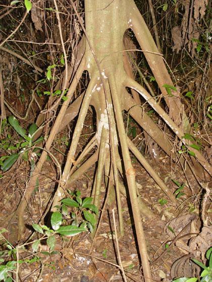 Tipos de raízes Raiz adventícia Raiz que surge de outras partes da planta,