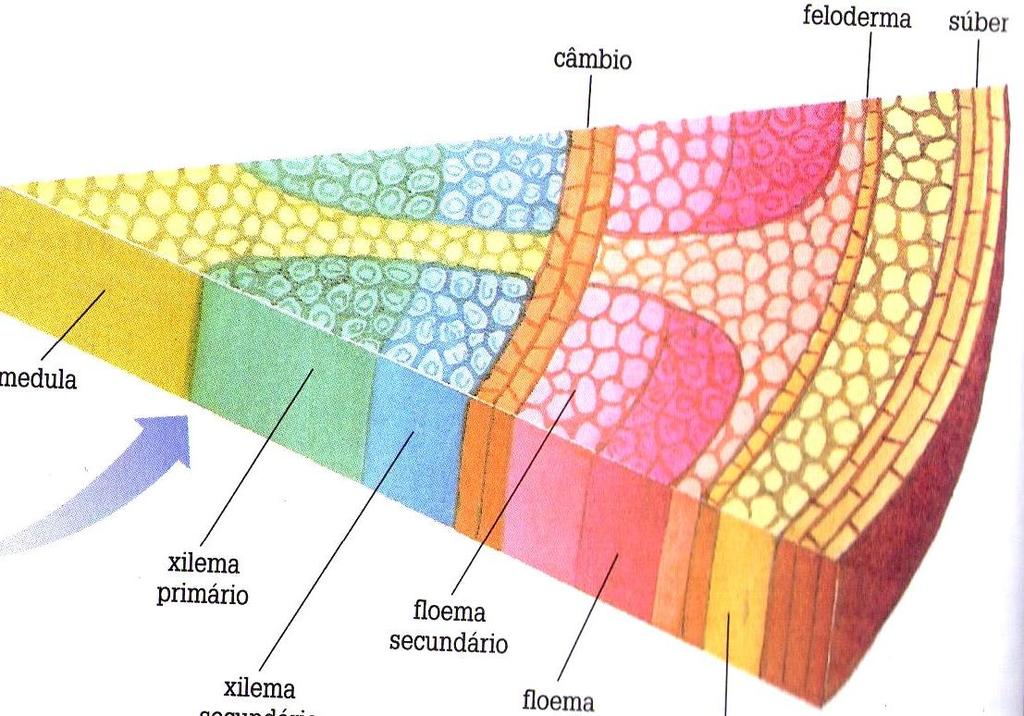 Anatomia interna Estrutura secundária dos caules de eudicotiledôneas Câmbio Feloderme Súber Medula Xilema primário Xilema secundário Floema