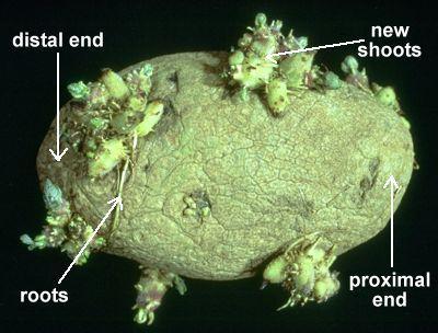 Tipos de caules Tubérculos Raiz subterrânea que acumula material