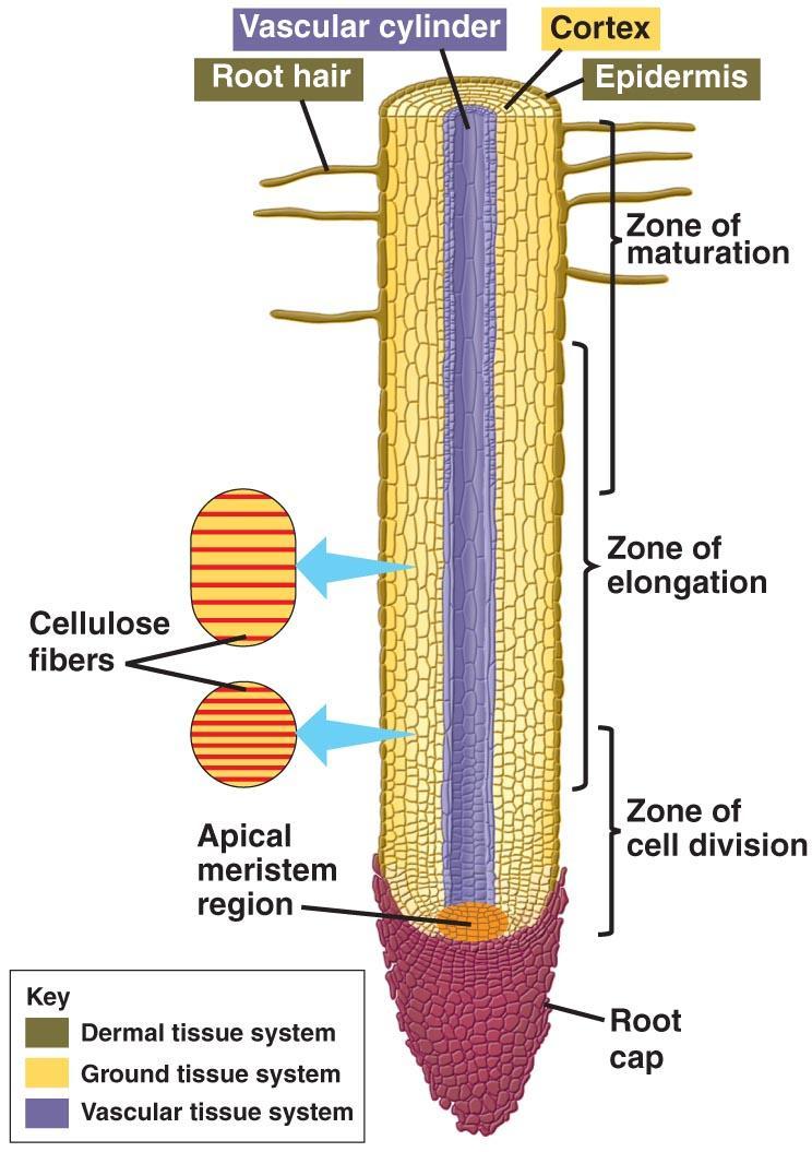 Anatomia interna Zona pilífera Zona de alongamento ou de crescimento ou lisa Zona meristemática (protegida