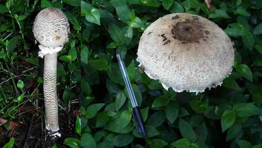 desenvolvendo novos micélios. Pelo facto de não possuírem clorofila como as plantas, os fungos necessitam de matéria orgânica para se desenvolverem, são por isso heterotróficos.