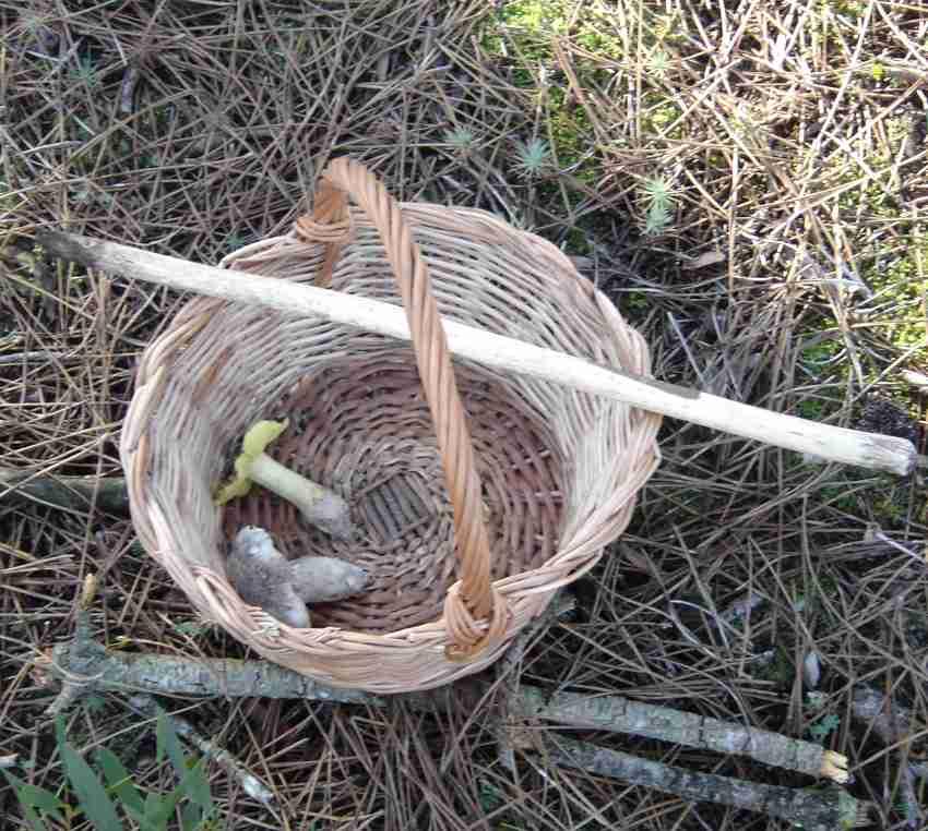 Mutualista Neste grupo encontram-se com destacada importância os ectomicorrizas associações mutualistas entre fungos e as raízes de plantas.