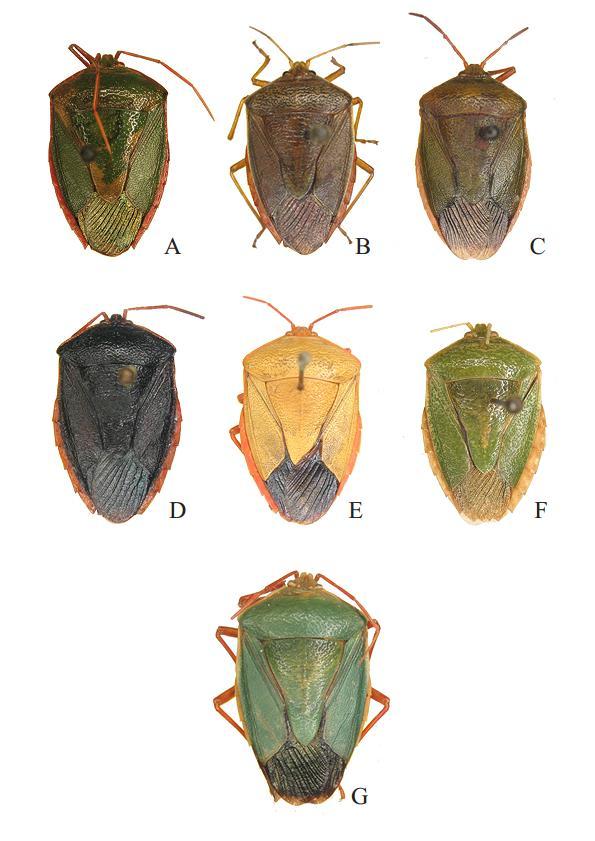 74 Figura 4: Superfície dorsal das formas de A. rufomarginatus. A: forma I.