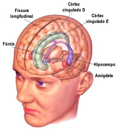 principais: a) Basolateral (verde)