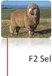 27 POLWARTH OU IDEAL Produtora de lã de excelente qualidade carcaças satisfatórias Comprimento de mecha: 10 a 14 cm Diâmetro: 23 a 26 µ, amerinada a prima B Peso de velo: Carneiro 8-10