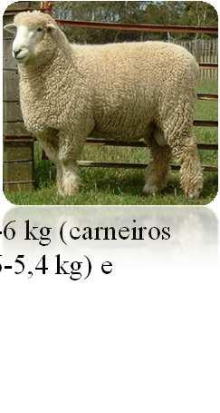 16 cm Peso de velo: 9-12 kg (Carneiros) ; 5-6 kg (carneiros de