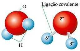 ligase