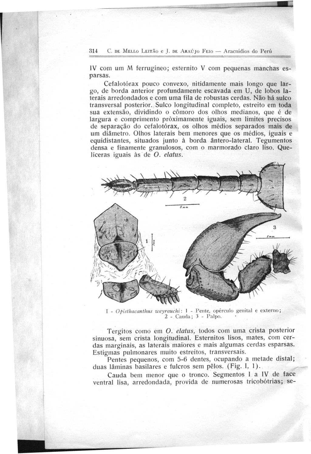 314 C. DL MLLLo LuTÃo e ]. DL A RAÚJo Fno - A racnídios do Perú IV com um M ferrugíneo; est.ernito V com pequenas manchas esparsas.