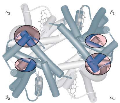 Estrutura da Hemoglobina A Hemoglobina é um heterotetrâmero - Duas cadeias Alfa (141 resíduos) e duas cadeias