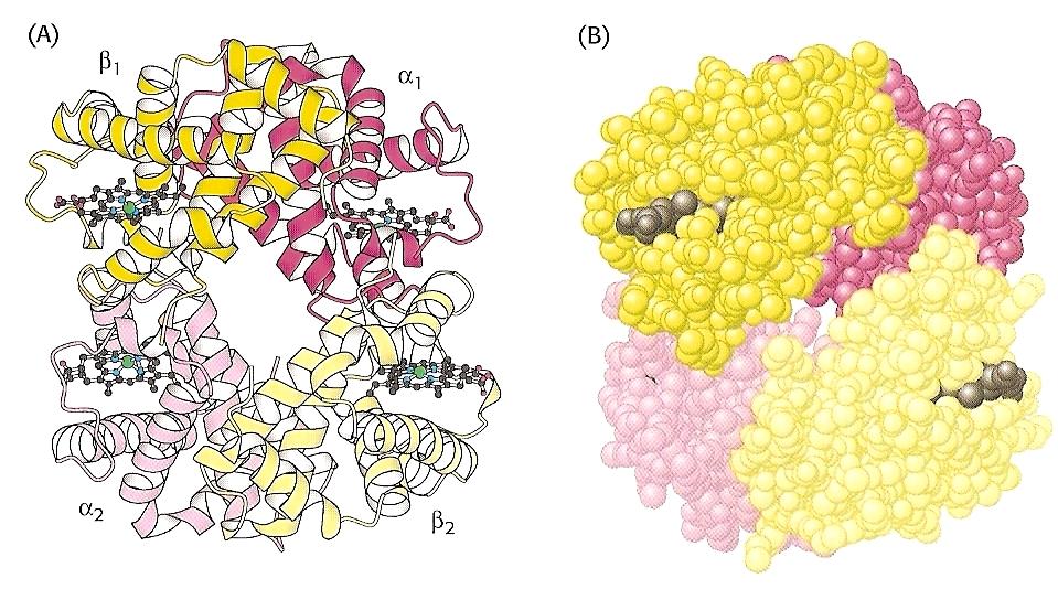 A interface α 1 β 1 e α 2 β 2 apresenta ~30 contatos - A interface α 1 β 2 e α 2 β 1 apresenta ~19 contatos