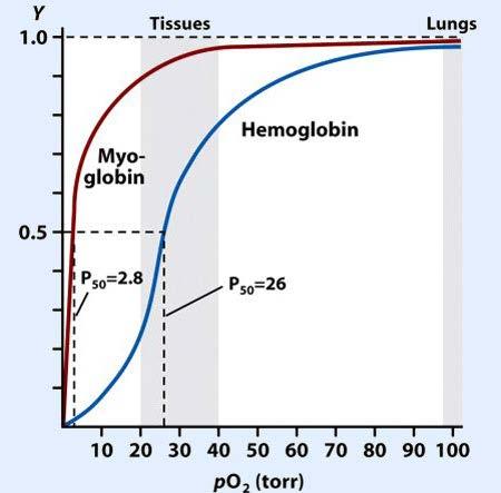 proteína - Captar O 2 nos pulmões ( alta po 2 ) e liberar nos tecidos ( baixa po 2