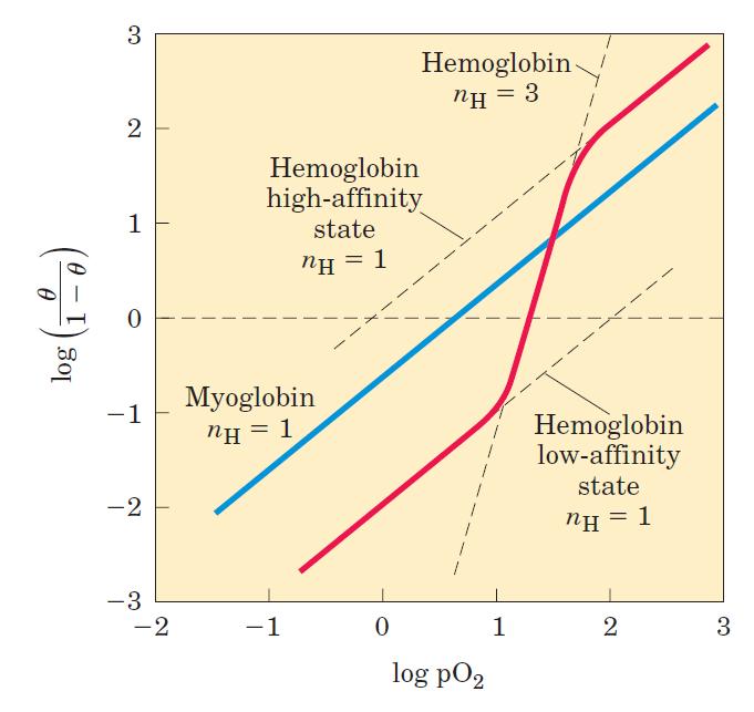 Cooperatividade A ligação cooperativa de O 2 na HbA foi analisada por Archibald Hill (1910) log n θ θ = nlog ( p0 2 ) nlog( P ) 50 n H não representa o
