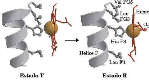 Mudanças no ambiente do grupo Heme