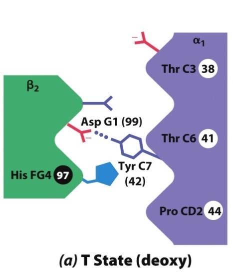 α 2 β 1 A ligação