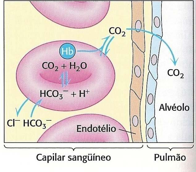 CO 2 é