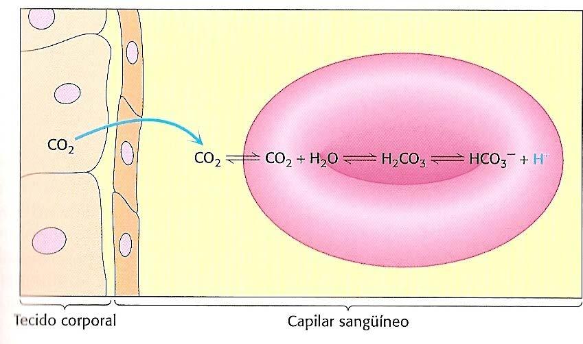 A HbA transporta H + e CO 2 dos tecidos para o pulmão A HbA é sensível aos níveis de H + e CO 2 nos tecidos - H + e