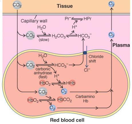 A HbA liga H + e CO 2 A HbA transporta H + dos tecidos para o pulmão No capilar sanguíneo (tecidos) A Hidratação do CO 2 é catalisada pela Anidrase carbônica Ponte salina na interface α 2 β 1 O