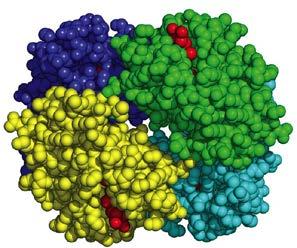 Introdução Organismos aeróbicos Necessitam de suprimento de O 2 constante Organismos multicelulares vertebrados - Desenvolvimento de sistema circulatório - Desenvolveram proteínas de transporte de O