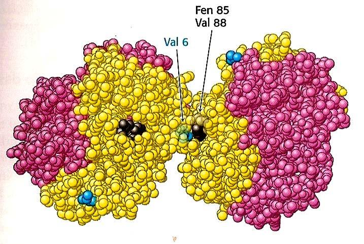 Mutações na HbA Os genes da Hb sofrem mutações que alteram a cadeia protéica - Podem prejudicar a afinidade da Hb pelo O 2 - Originam as Hemoglobinopatias são as anemias hereditárias - ~ 500 tipos de