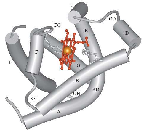 Holomioglobina 1º Proteína a ter a sua estrutura 3D resolvida - Estrutura em
