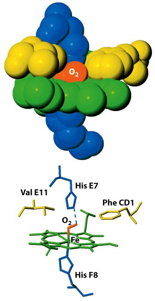 Holomioglobina Grupo Heme está ligado entre as hélices E e F - Hélice alfa F contém a His Proximal (Chamada de His F8) - Hélice alfa E contém a His Distal (Chamada de His E7) A ligação O 2 Fe 2+ gera