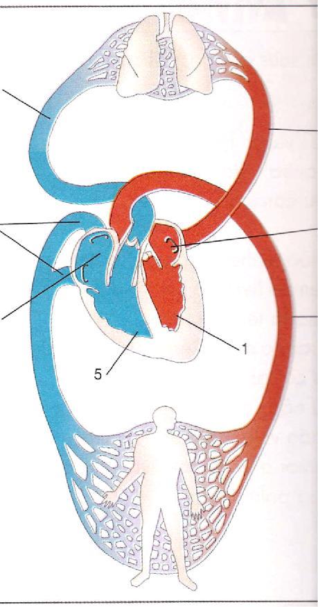 Artéria pulmonar 6 7 Veia pulmonar Veias cavas superior e inferior 3 8 Átrio