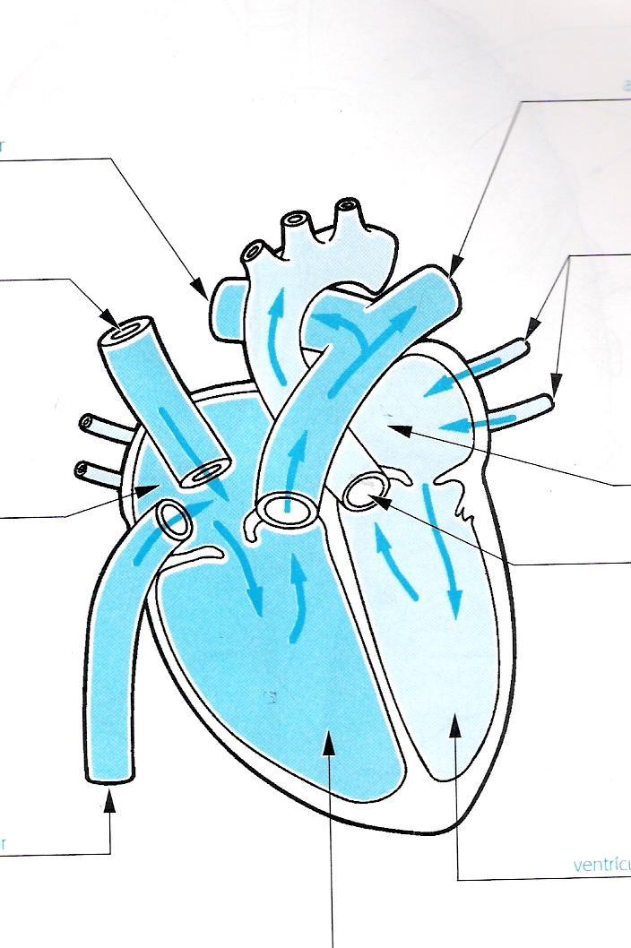 Artéria pulmonar Artéria pulmonar Veia cava superior Veias pulmonares AE Átrio direito AD Artéria aorta VD