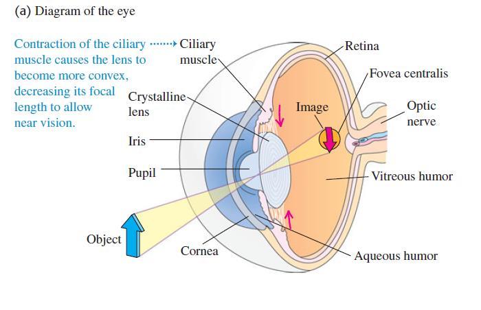 Olho humano Cristalino muda a distância focal Podemos ver com