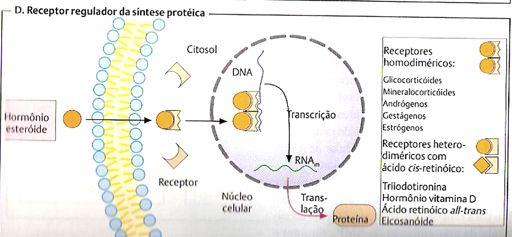 desencadeia respostas de aumento ou diminuição de transcrição gênica.