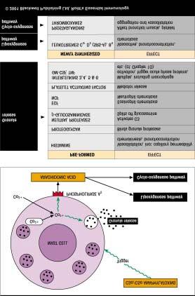 Figura 5. Liberação de anmafilotoxinas e seus efeitos. Disponível em www.roitt.com. 6.4.