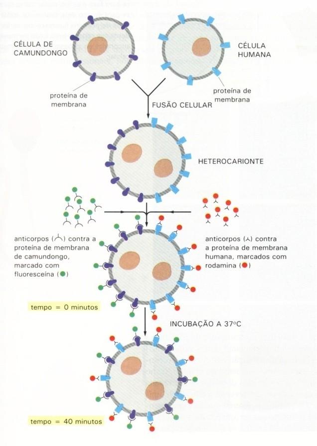 Experimentos que