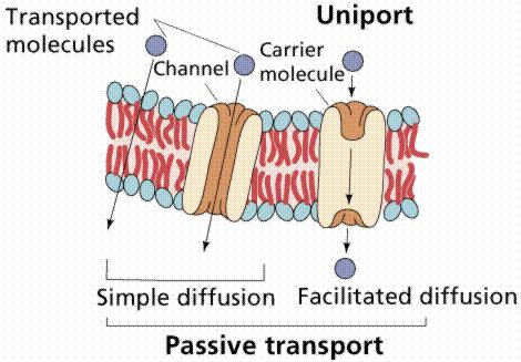 Transporte na membrana Passivo