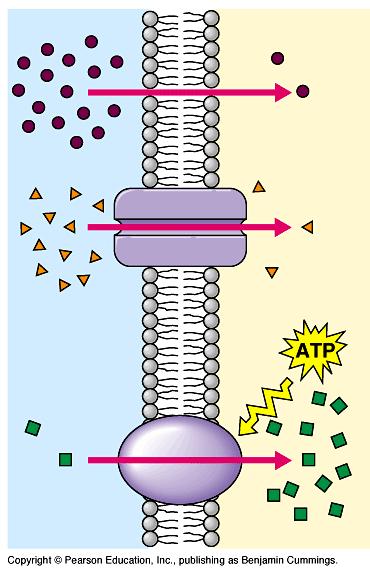 Transporte na membrana A favor do gradiente de concentração - do mais [ ] para menos [ ] - SEM gasto de ATP transporte passivo (difusão simples ou