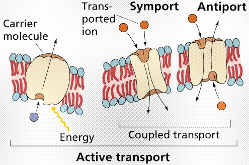 Transporte na membrana Proteína carreadora Simporte